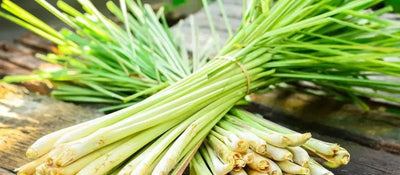 Lemongrass Oil: Health Benefits Unveiled