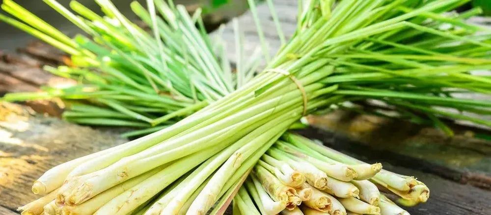 Lemongrass Oil: Health Benefits Unveiled