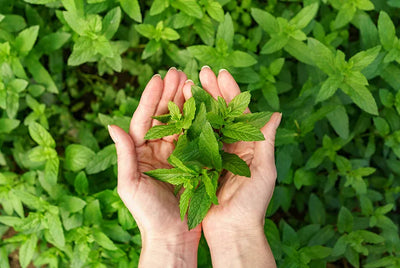 Tulsi Leaves: Nature's Healing Herb for Immunity, Stress Relief, and Overall Well-being