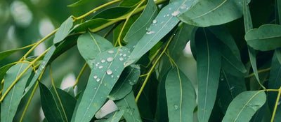 Nilgiri Oil vs Eucalyptus Oil: Differences and Benefits
