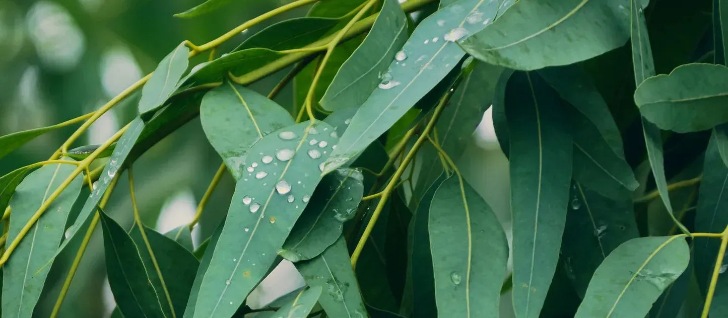 Nilgiri Oil vs Eucalyptus Oil: Differences and Benefits
