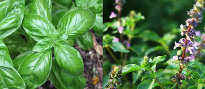Tulsi vs Basil: A Comparative Analysis