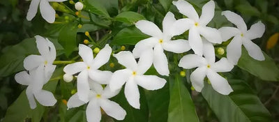 Chameli Flowers: Fragrant Beauty Guide