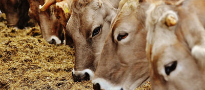 Ayurvedic Benefits of Cow Urine: A Comprehensive Guide