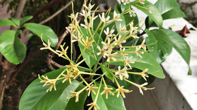 Tagar: Uncovering the Versatility of this Unique Ingredient