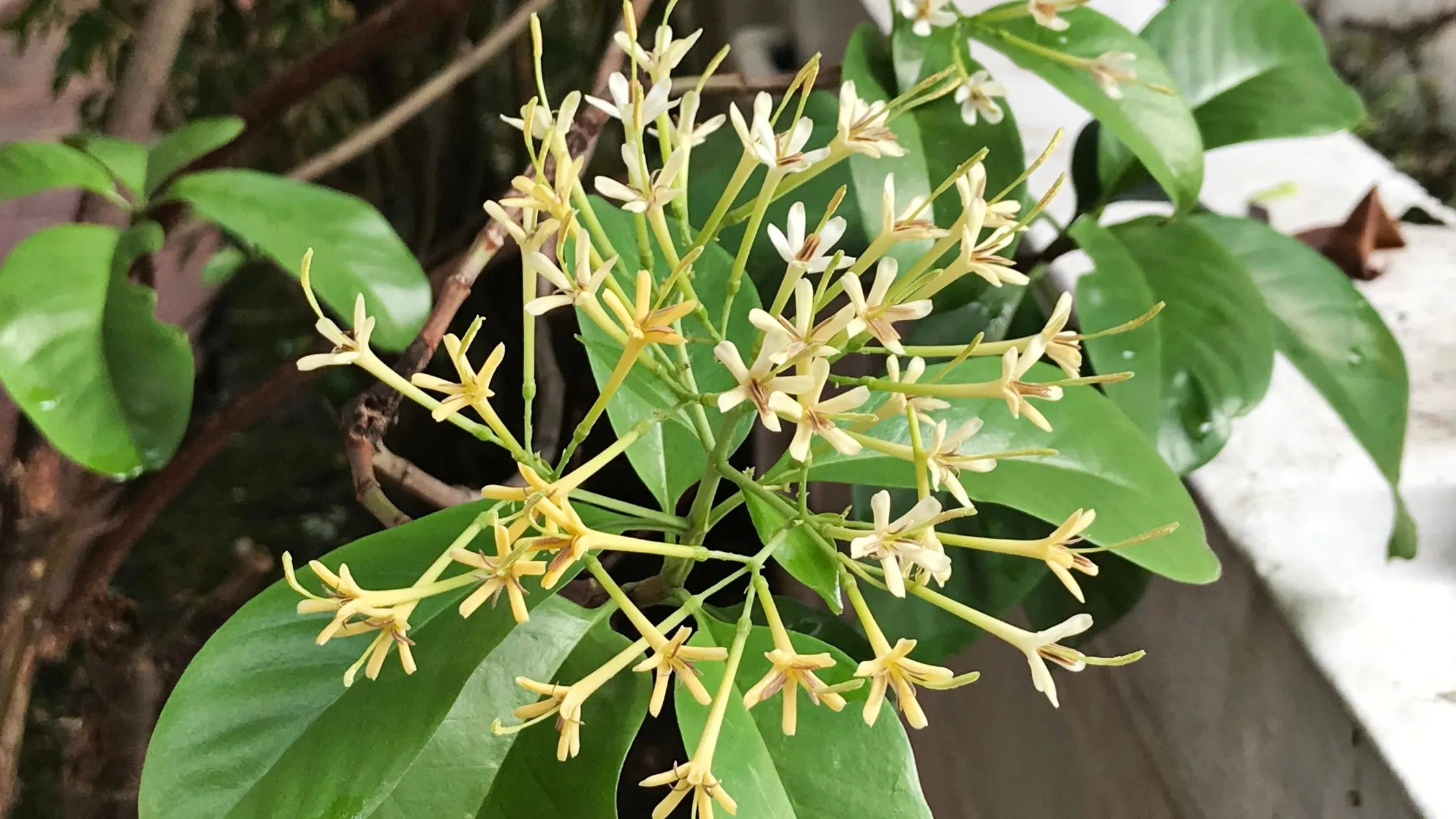 Tagar: Uncovering the Versatility of this Unique Ingredient