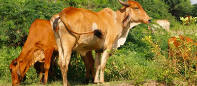 Gomutra Benefits: Natural Healing and Wellness