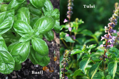Tulsi Leaves: Nature's Wellness Remedy