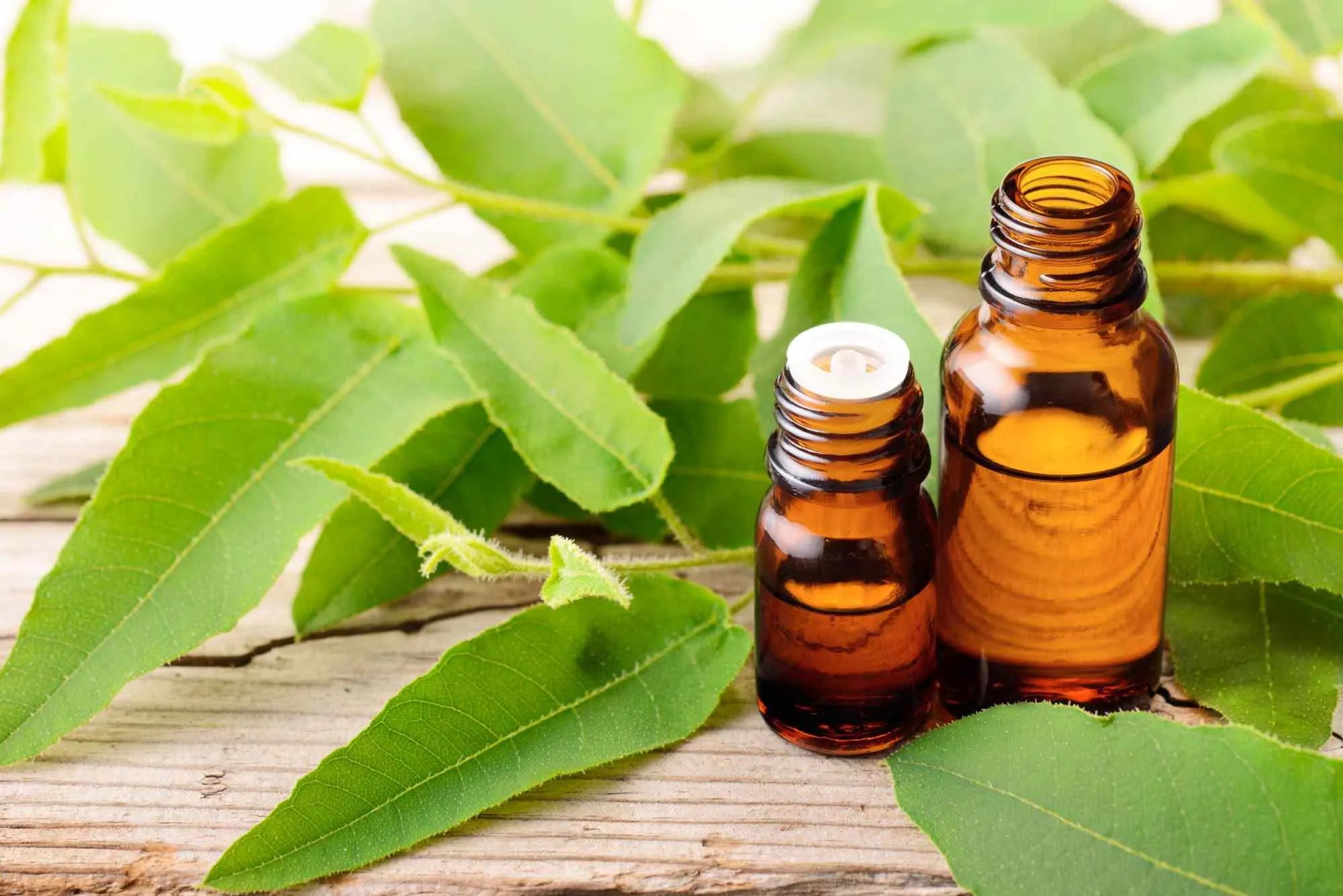 Nilgiri Oil Benefits: Natural Wellness Remedy
