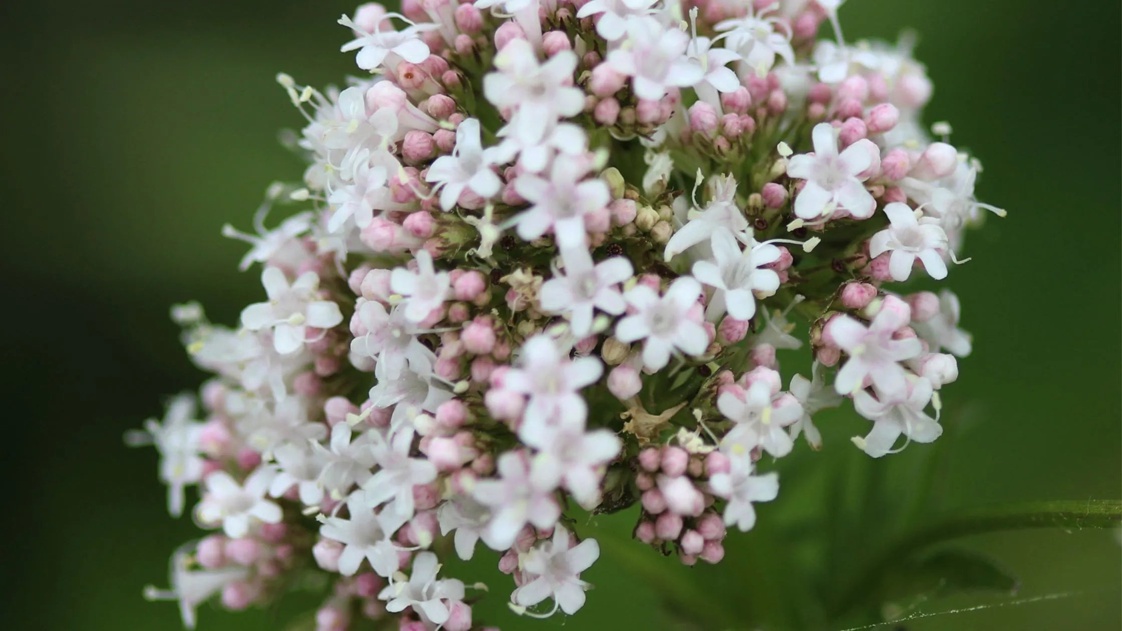 Chameli Flowers: Aromatic Beauty in Nature