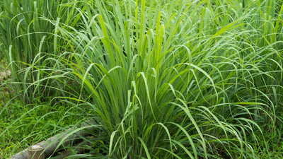 Lemongrass Oil: Natural Benefits and Uses
