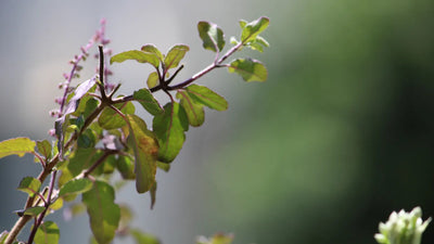 Tulsi Leaves: Health and Well-being Boosters