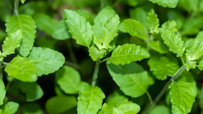 Sacred herb benefits: Tulsi leaves power
