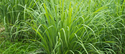 Natural Bug Repellent: Lemongrass Essential Oil's Power