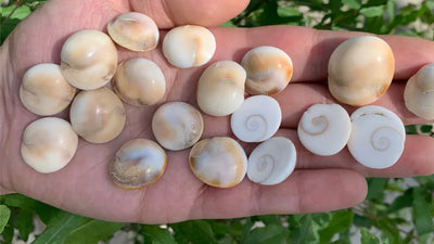 Gomati Chakra Benefits: Manifest Abundance with Hidden Powers