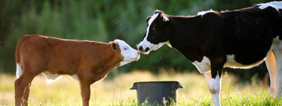 7 Essential Ways to Support Cow Welfare Today 