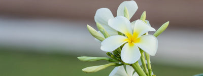 Unlock the Secrets of Nag Champa Flower: A Tutorial on Relaxation and Tradition 