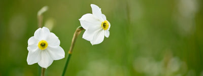 Nargis Flower Tradition: Honoring the Past, Embracing the Future 