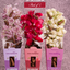 Destress Vedic Cones (Pack of 3) - Lavender, Rose, Jasmine
