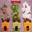 Destress Vedic Cones (Pack of 3) - Guggal, Kevda, Amber